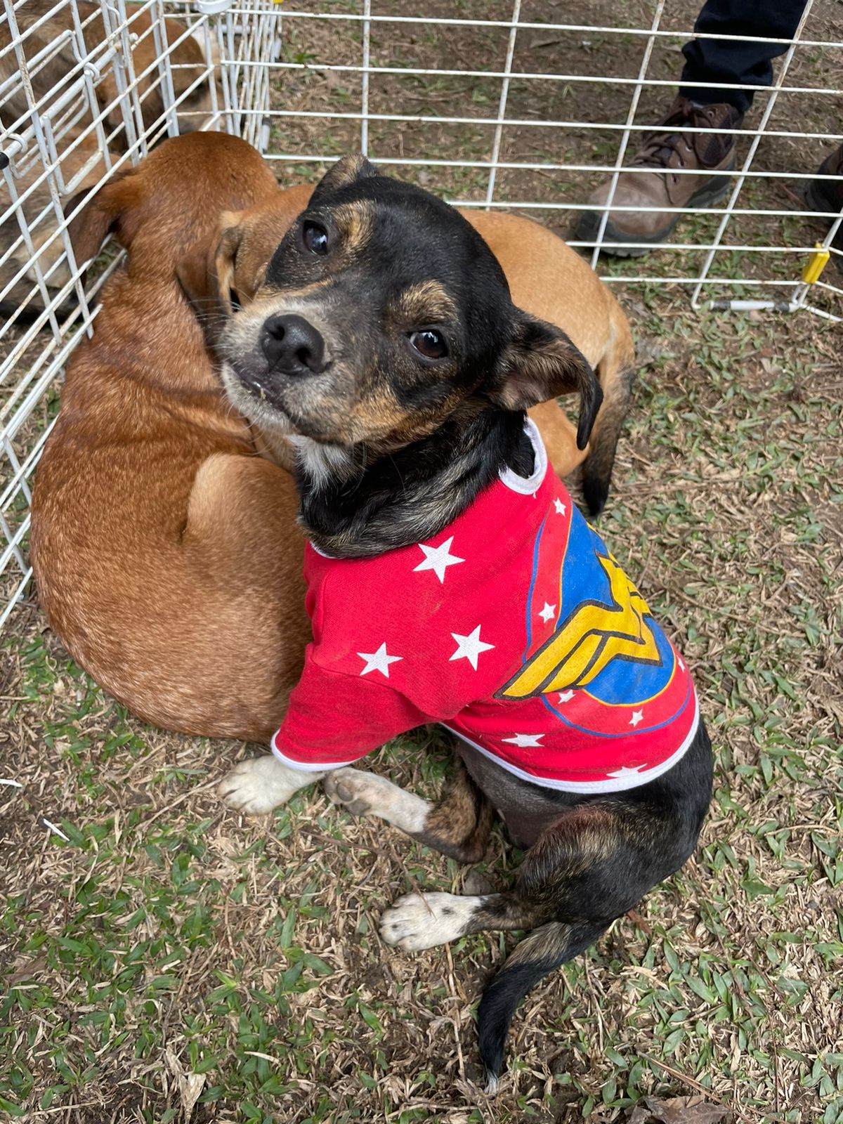 Feira de adoção de animais na Serra Serata