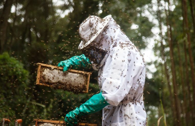 Pequenos produtores de mel do TO terão unidade de beneficiamento