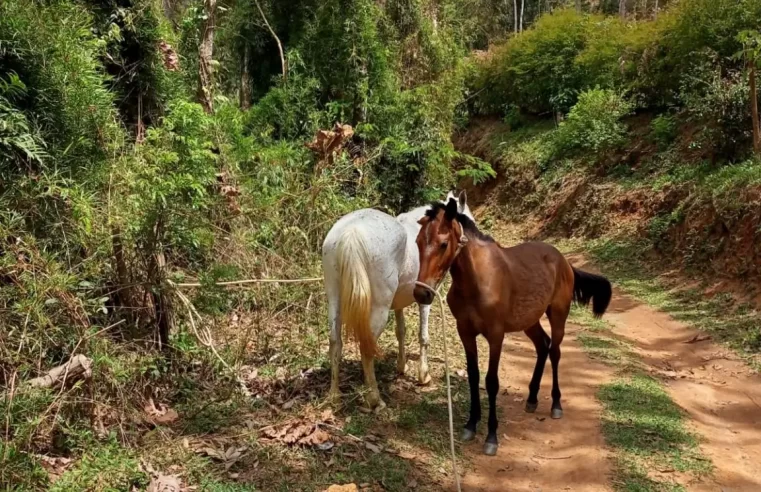 Cavalos são apreendidos em Teresópolis e enviados para o curral de apreensão de Seropédica