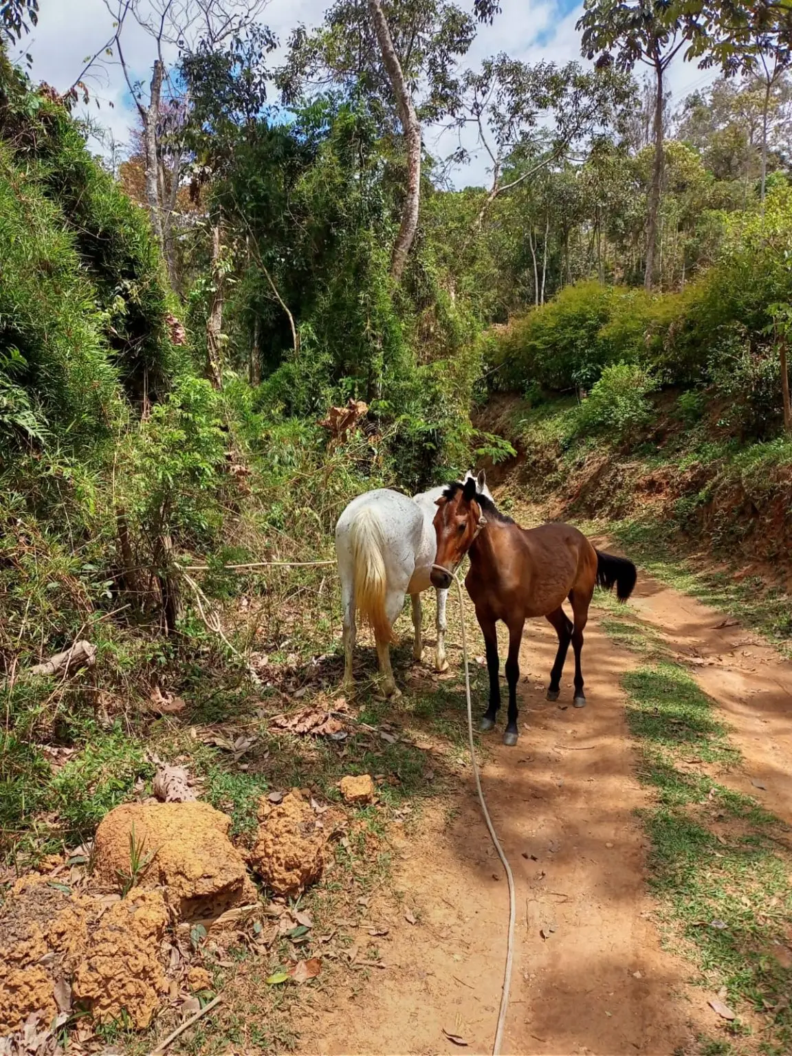 Cavalos são apreendidos em Teresópolis e enviados para o curral de apreensão de Seropédica