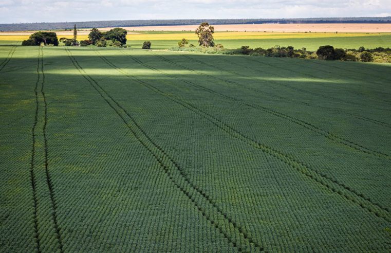 Produção de grãos deve chegar a 312,4 milhões de toneladas em 2023