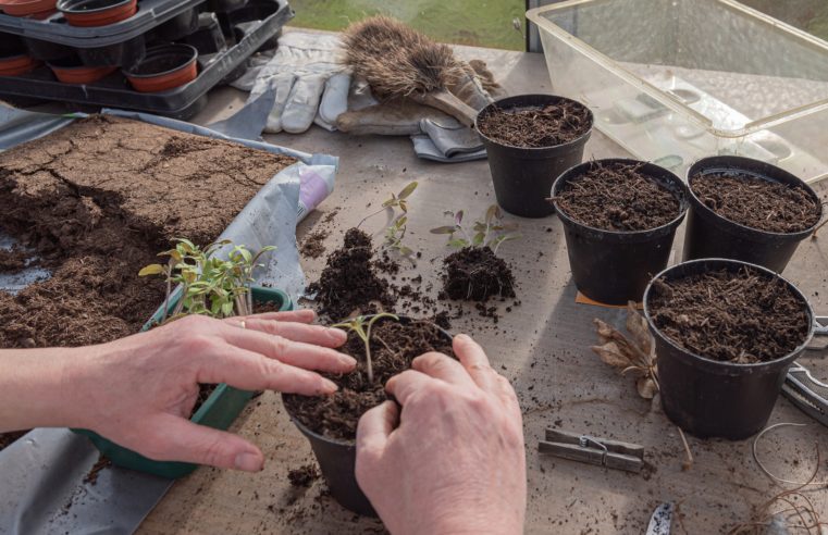 Primavera exige cuidados adequados para ciclo de vida das plantas
