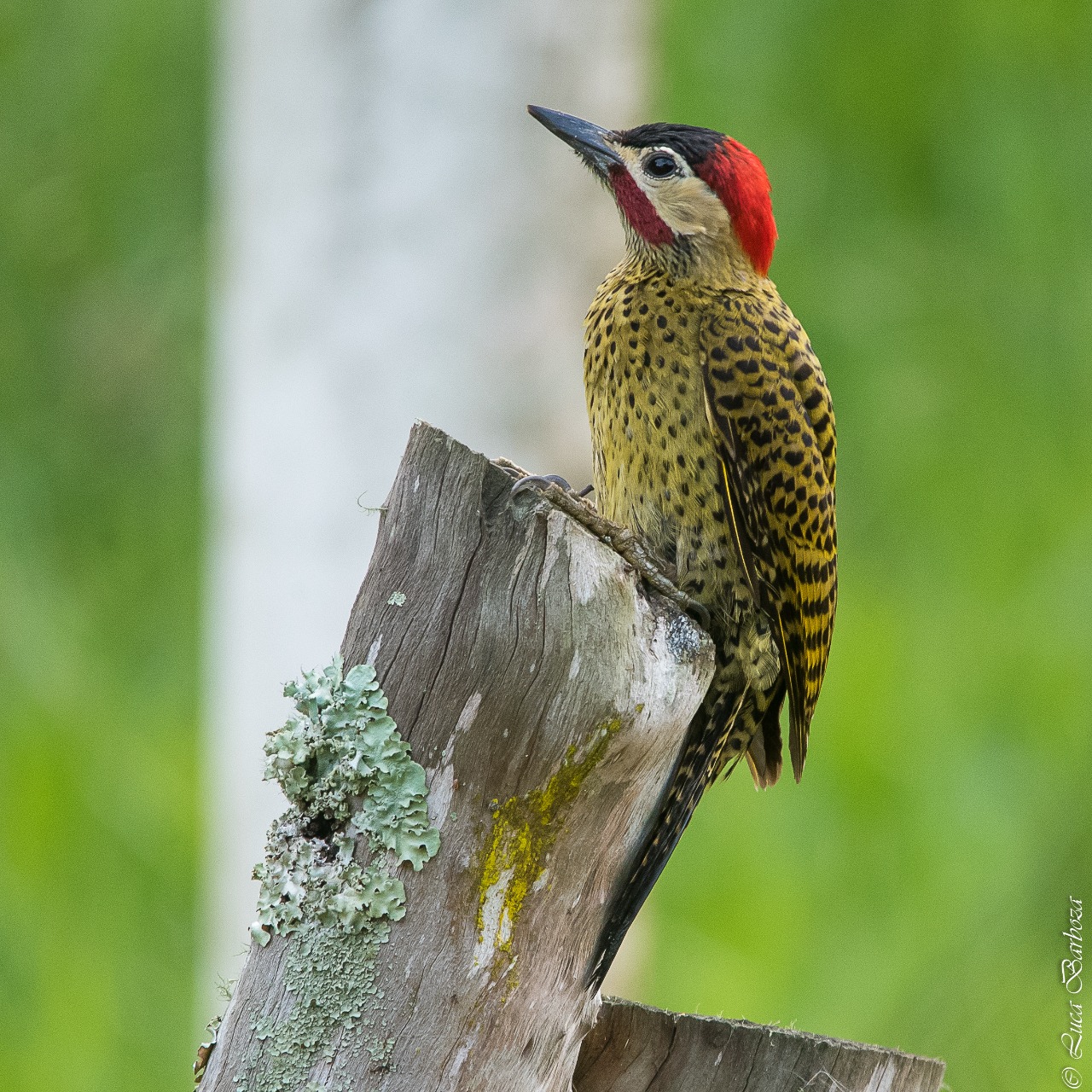Parque Municipal inicia cadastros no Programa Municipal de Observação de Aves em Teresópolis