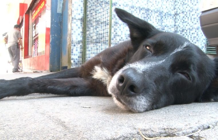 Dog’s Heaven enviará abaixo-assinado a Prefeitura de Petrópolis