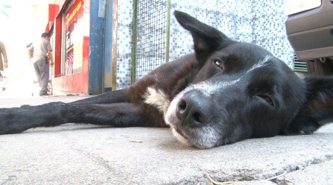 Dog’s Heaven enviará abaixo-assinado a Prefeitura de Petrópolis