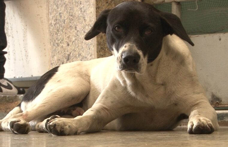 Vereador afirma que Coordenadoria do Bem-estar Animal de Petrópolis está defasada