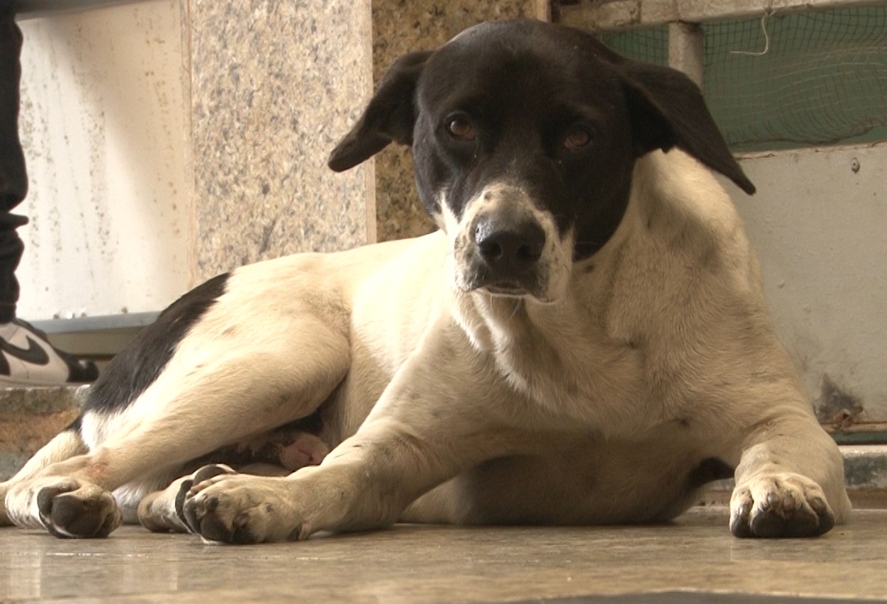 Vereador afirma que Coordenadoria do Bem-estar Animal de Petrópolis está defasada