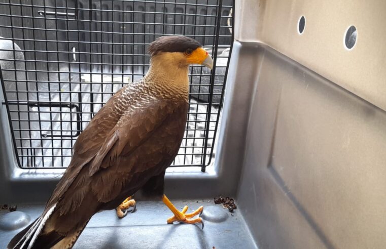 Aves silvestres são resgatadas por equipe de fauna da Concer