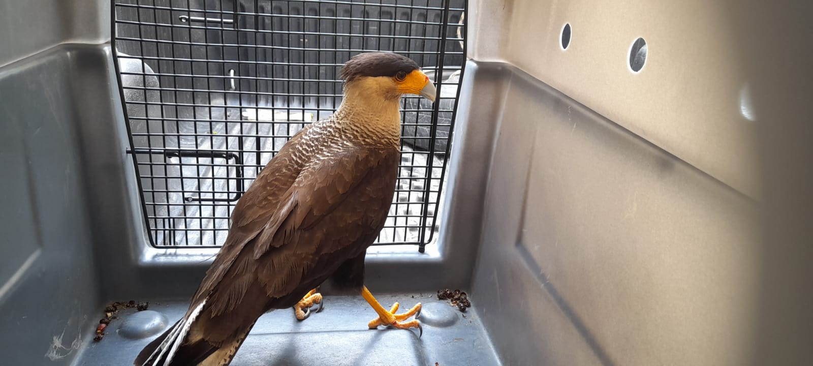 Aves silvestres são resgatadas por equipe de fauna da Concer