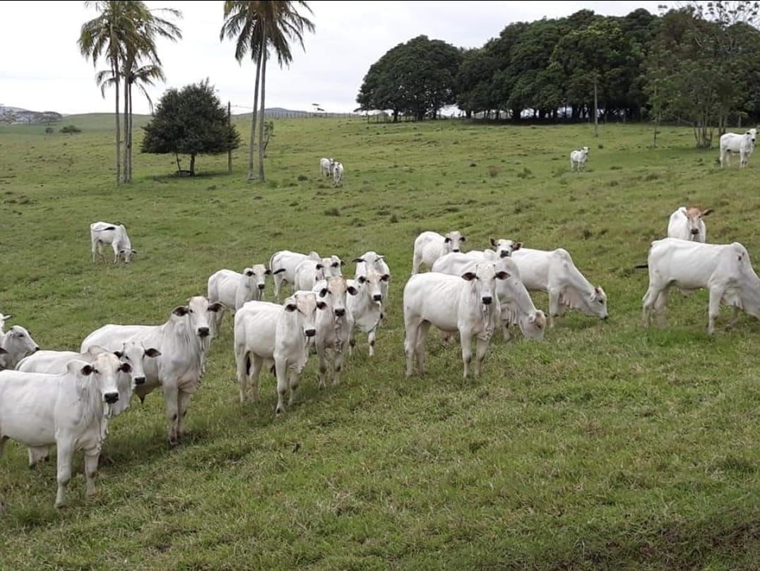Estado do Rio de Janeiro inicia segunda etapa da vacinação contra a Febre Aftosa em novembro