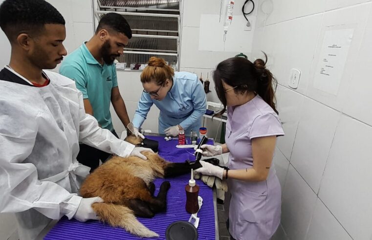 Equipe da Concer resgata mais um animal silvestre