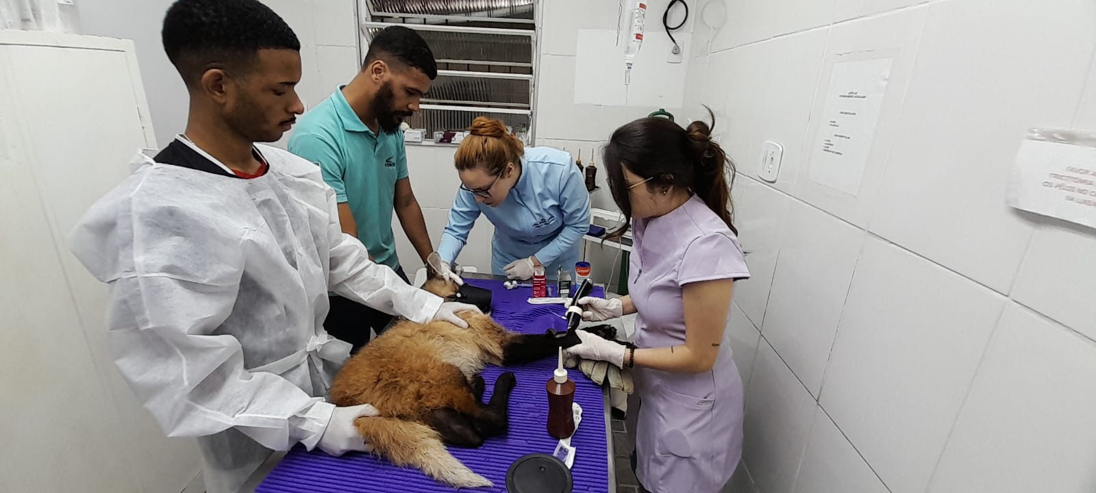 Equipe da Concer resgata mais um animal silvestre