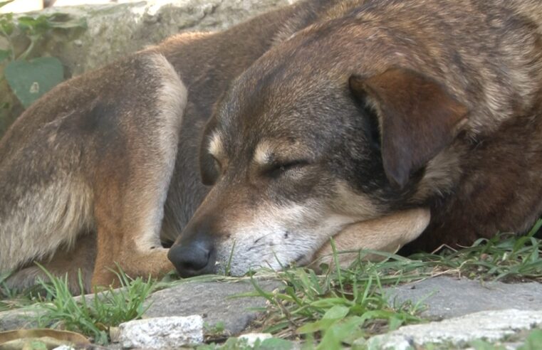 Evento alertará sobre cuidados com o câncer de mama em animais