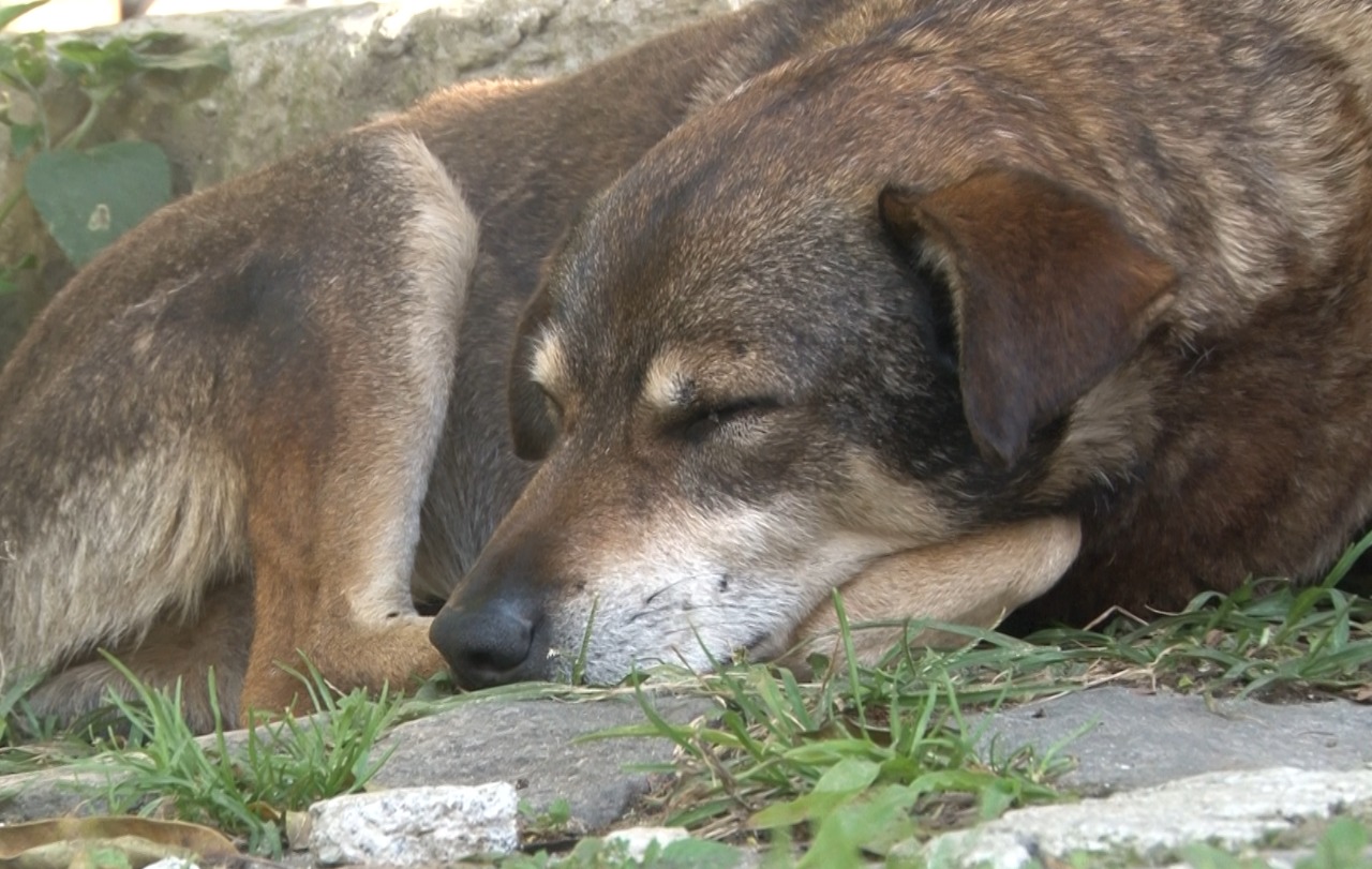 Evento alertará sobre cuidados com o câncer de mama em animais