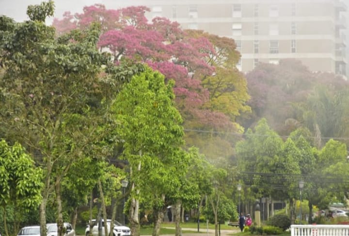 Prefeitura de Petrópolis prepara Inventário Botânico para atualizar o índice da cobertura vegetal do Centro Histórico