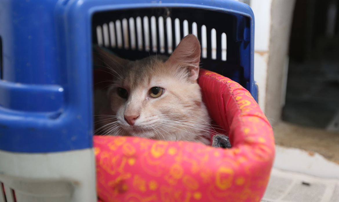 Prefeitura realiza segunda ação de castração de cães e gatos no fim de outubro
