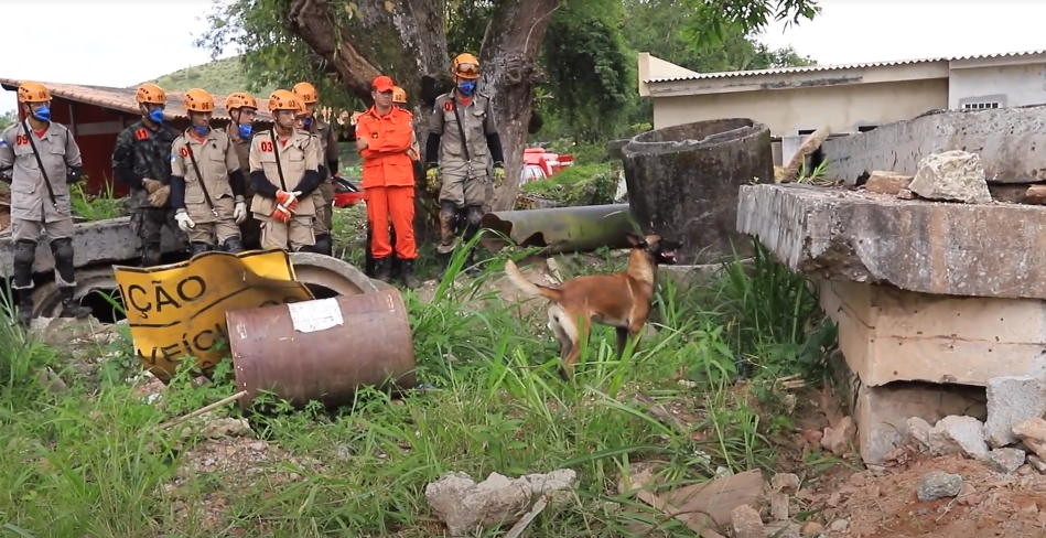 Chuvas de verão: Governo do Estado promove treinamento de Bombeiros com cães em simulação de soterramento