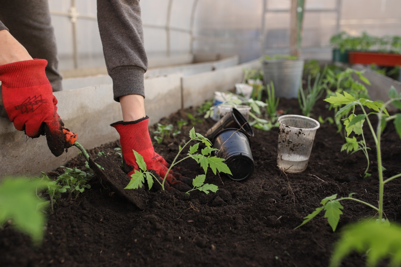 Adubação correta auxilia na qualidade das plantas