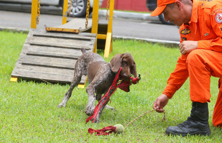 Corpo de Bombeiros forma novos condutores de cães de busca e resgate