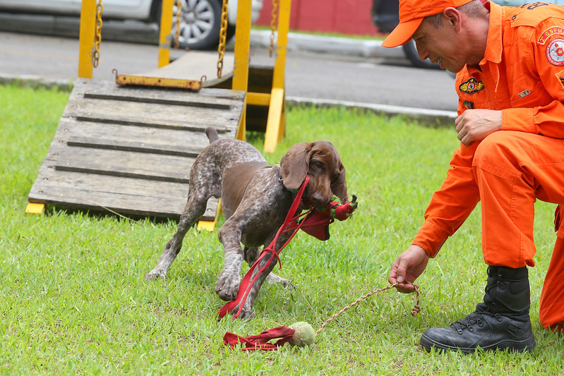 Corpo de Bombeiros forma novos condutores de cães de busca e resgate