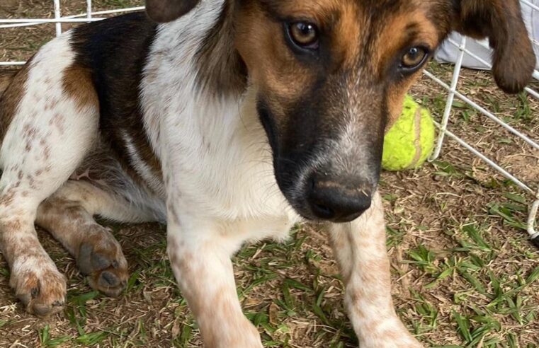 Natal solidário para cães abandonados