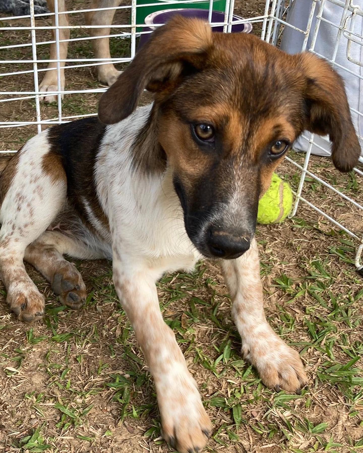 Natal solidário para cães abandonados
