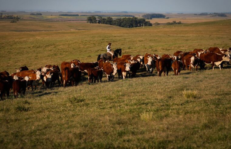Febre aftosa: campanha de vacinação termina&nbsp;sábado