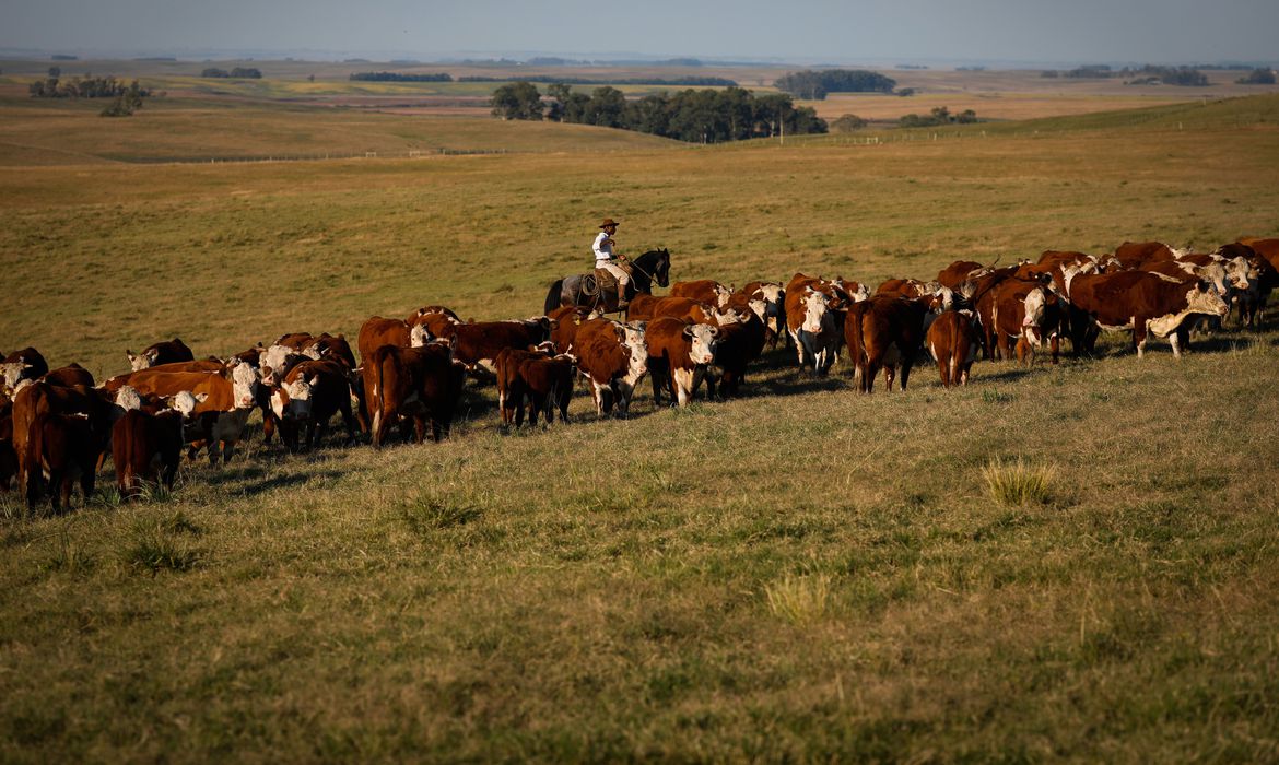 Febre aftosa: campanha de vacinação termina&nbsp;sábado