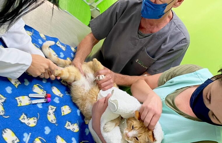 Veterinária orienta sobre polêmica na contenção de gato em entrevista da seleção brasileira