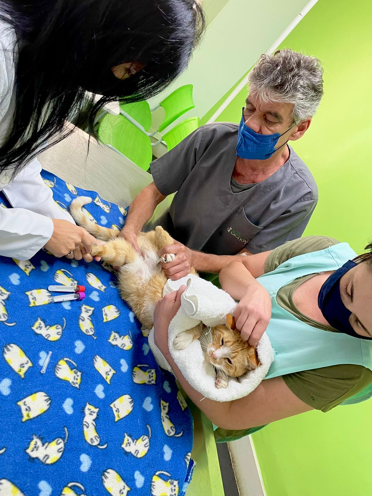 Veterinária orienta sobre polêmica na contenção de gato em entrevista da seleção brasileira