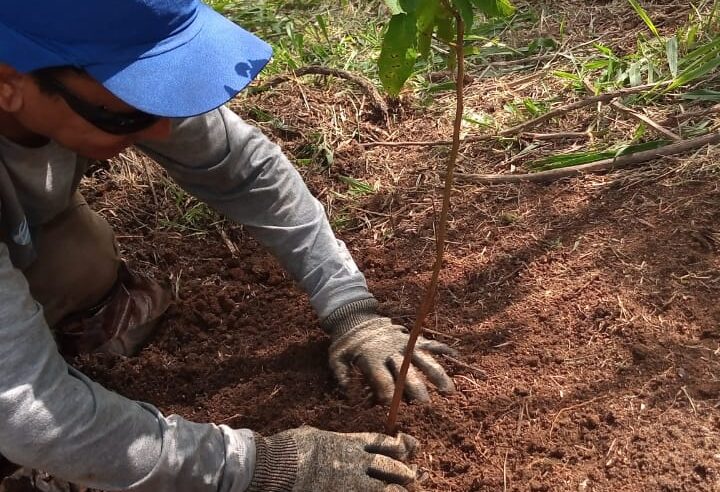 Concer realiza nova etapa de plantio de mudas da Mata Atlântica em Petrópolis