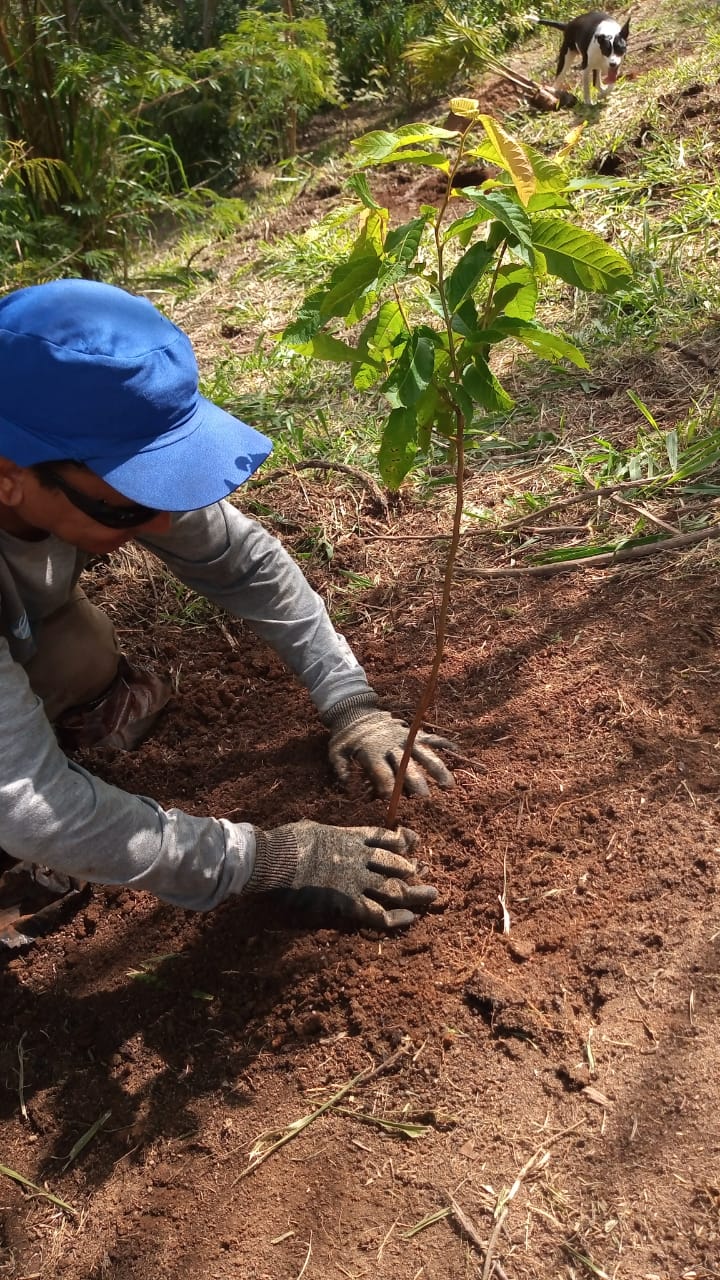 Concer realiza nova etapa de plantio de mudas da Mata Atlântica em Petrópolis