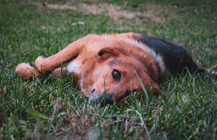 Fogos de artifício com barulho são tormento para animais e pessoas