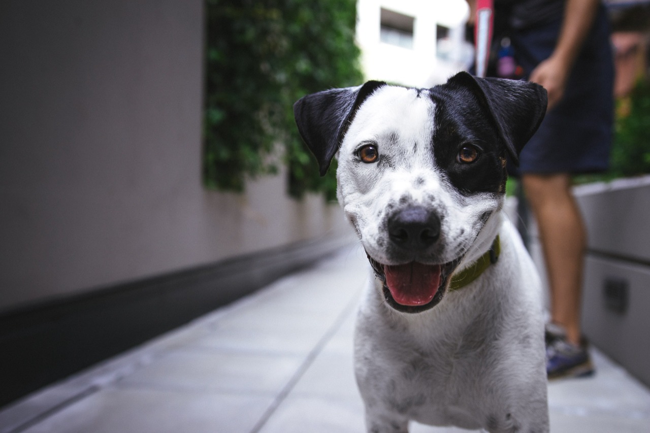 Fim de ano: Identificação de animais facilita localização em caso de fuga