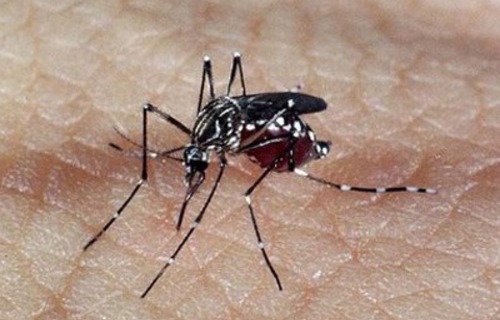 ZIKA: Saiba quais os sintomas da doença