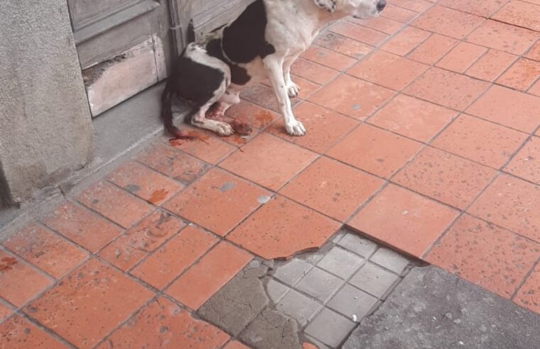 Prefeitura de Nova Friburgo realiza ações para combater atropelamentos de animais