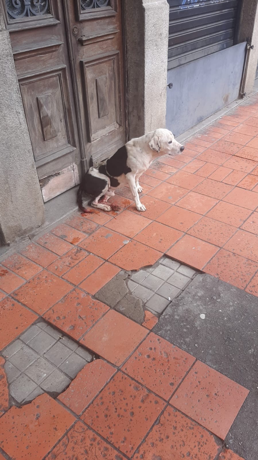 Prefeitura de Nova Friburgo realiza ações para combater atropelamentos de animais