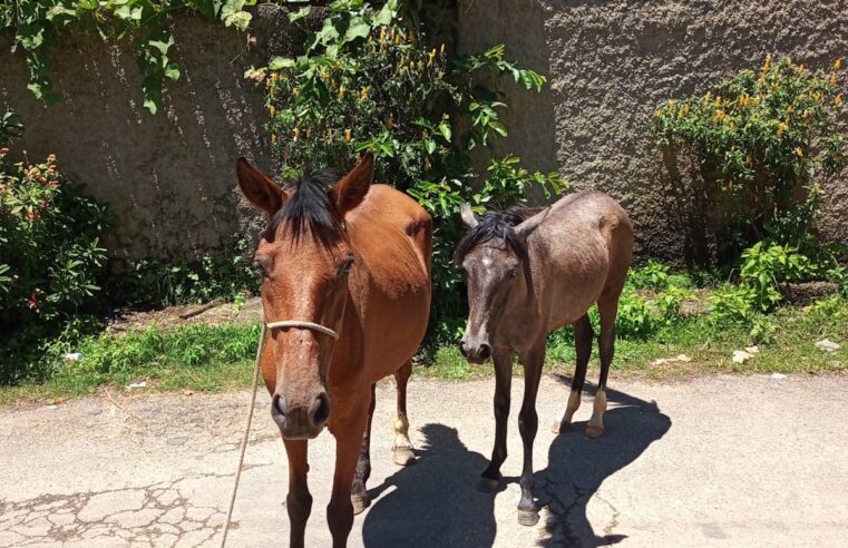 COPBEA em ação: Dois cavalos são resgatados e enviados para o curral de apreensão em Seropédica