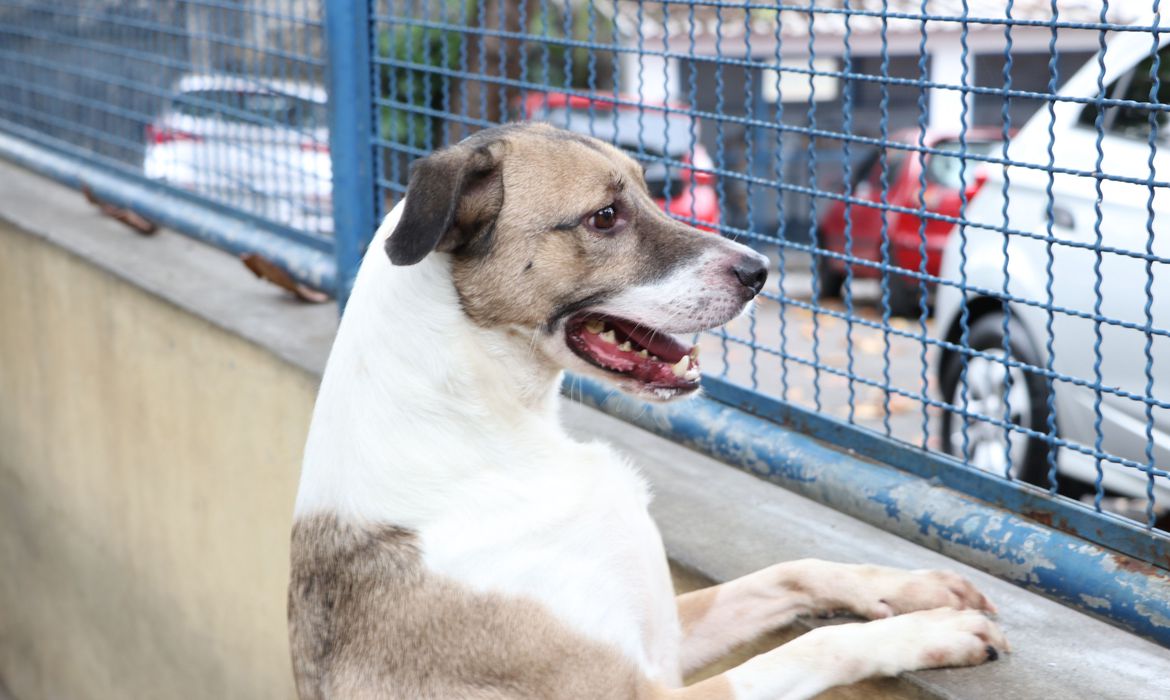 ‘Adote um Amor’: feira de adoção de cães da COPBEA acontece neste sábado, 21/01, na Praça Santa Teresa
