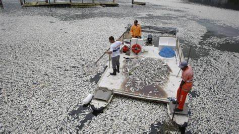 Mais de cinco toneladas de peixes mortos são recolhidas de lagoa no Rio de Janeiro