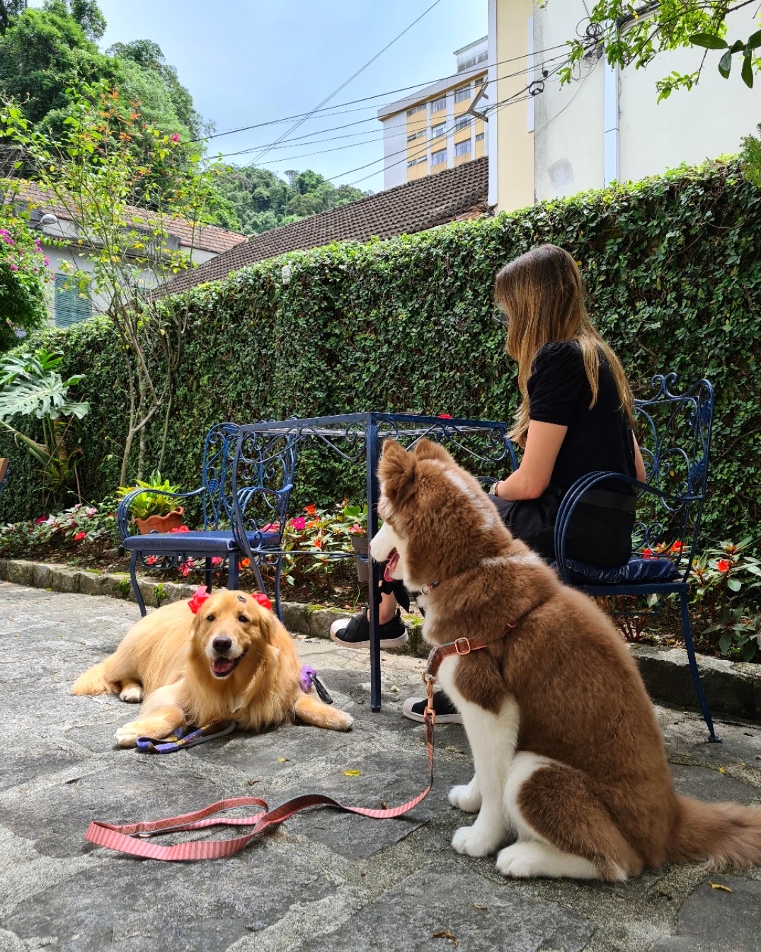 Petrópolis ‘Pet Friendly’: rede hoteleira e de gastronomia adaptadas ao novo comportamento entre tutores e animais