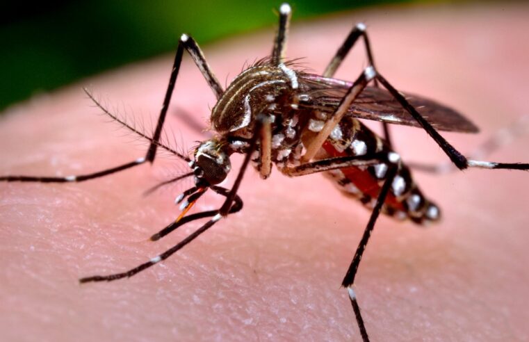 Petrópolis registrou catorze mortes por dengue em 2024