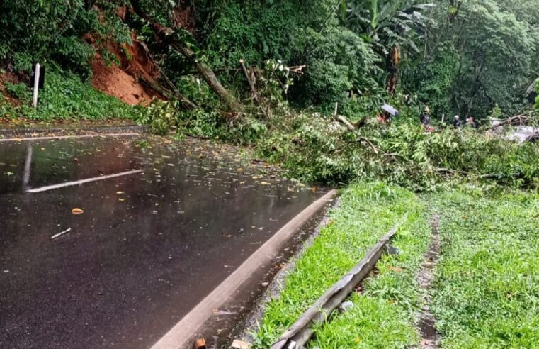 Chuva provoca queda de árvore na subida da serra de Petrópolis