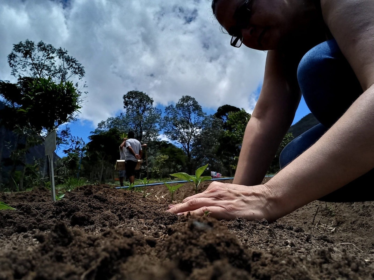 Reflorestamento pode ajudar Petrópolis a recuperar áreas degradadas por ação humana