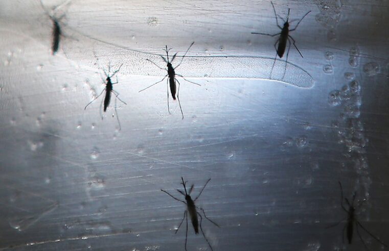 Brasil registra maior número de óbitos por dengue em 2022