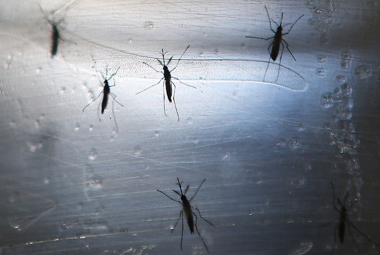 Brasil registra maior número de óbitos por dengue em 2022
