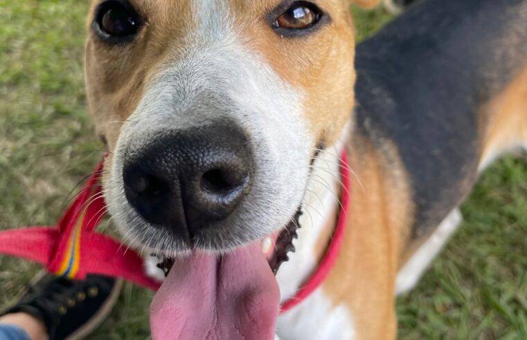 Feira de adoção de animais será realizada na Praça Dom Pedro, em Petrópolis, no sábado (28)