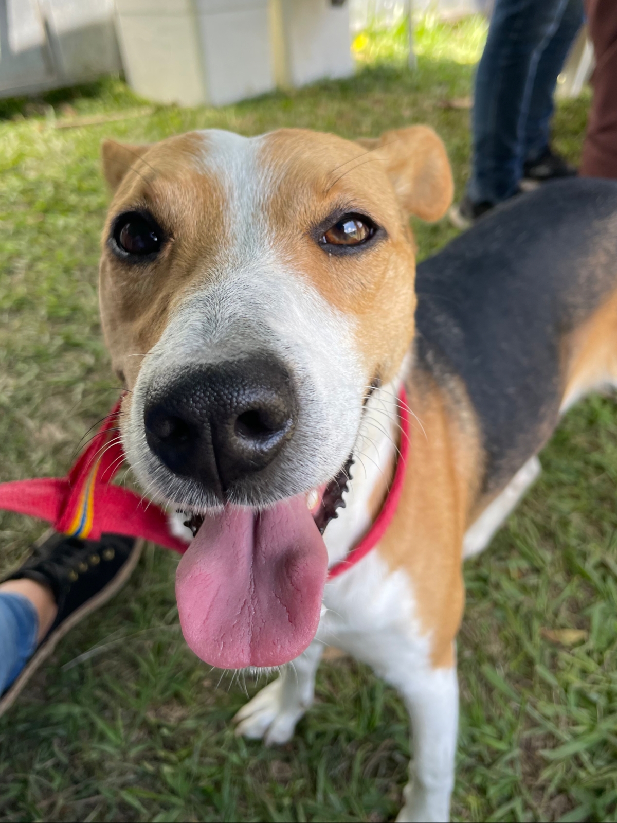 Feira de adoção de animais será realizada na Praça Dom Pedro, em Petrópolis, no sábado (28)