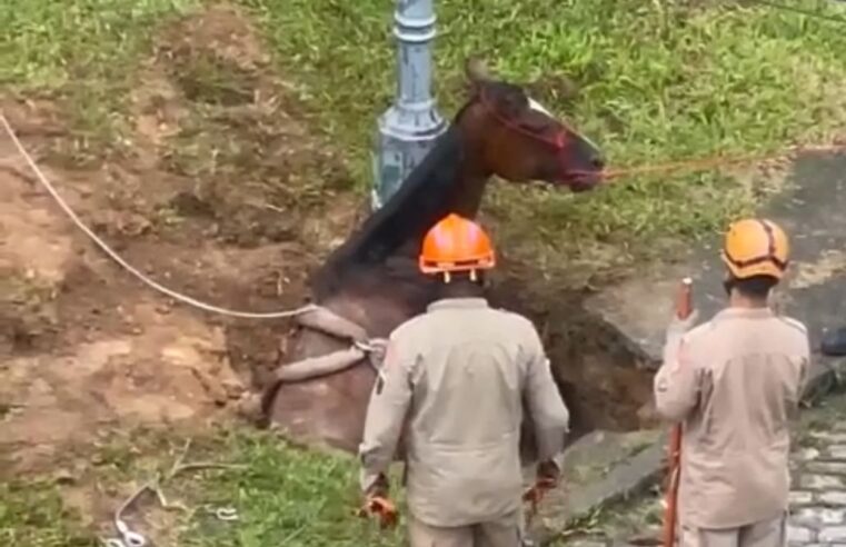 Cavalos abandonados nas ruas é problema antigo em Petrópolis
