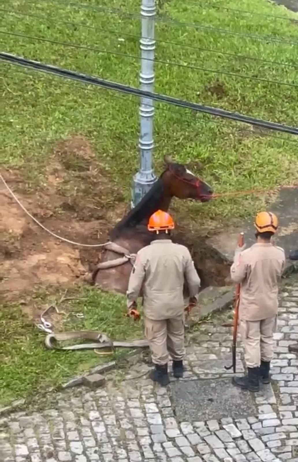 Cavalos abandonados nas ruas é problema antigo em Petrópolis